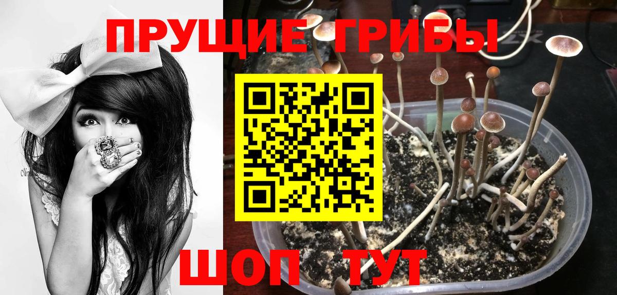 Галлюциногенные грибы Magic Shrooms  Галлюциногенные грибы Magic Shrooms  Новокуйбышевск  где продают наркотики  Вход с VPN 